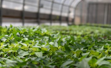 wozupi tribal gardens custom plug plant transplant